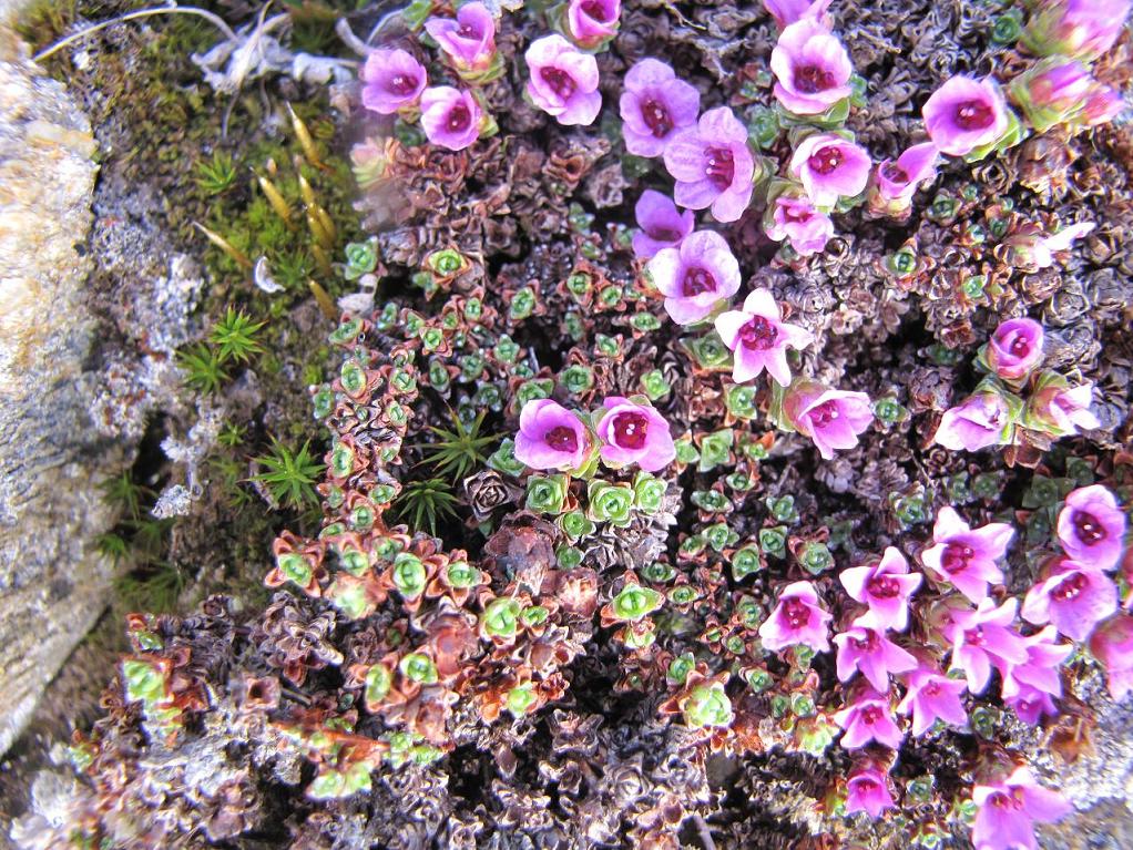 Saxifraga oppositifolia / Sassifraga a fg. opposte